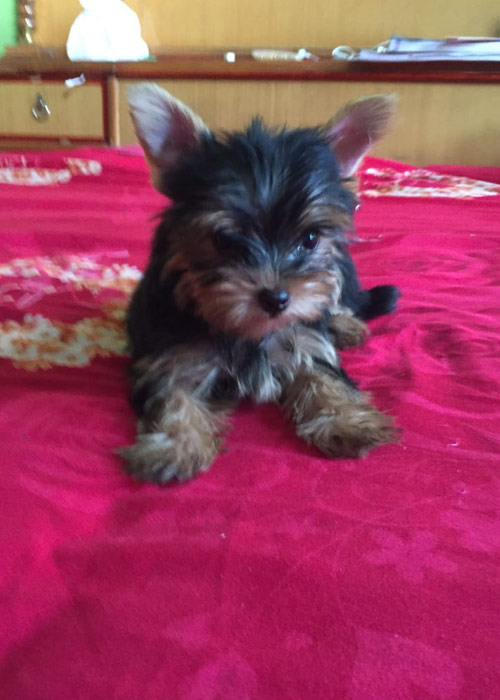 Yorkshire terrier Puppies for Sale